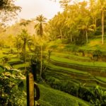 ubud, bali
