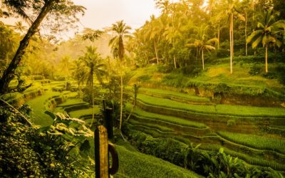 Digital Nomads Guide To Ubud, Bali, Indonesia 2025